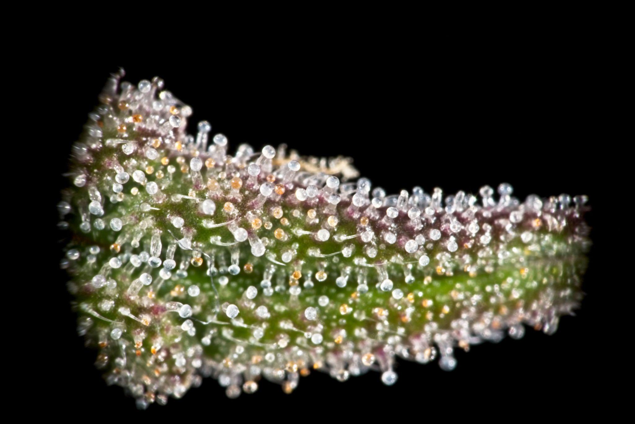 trichomy do ścięcia